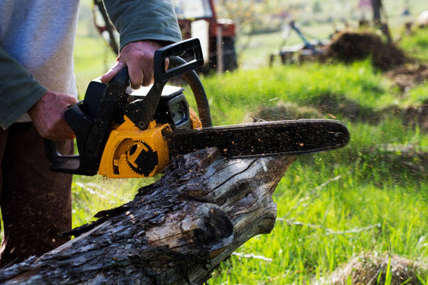 Best Tree Maintenance Programs  in Midvale, UT